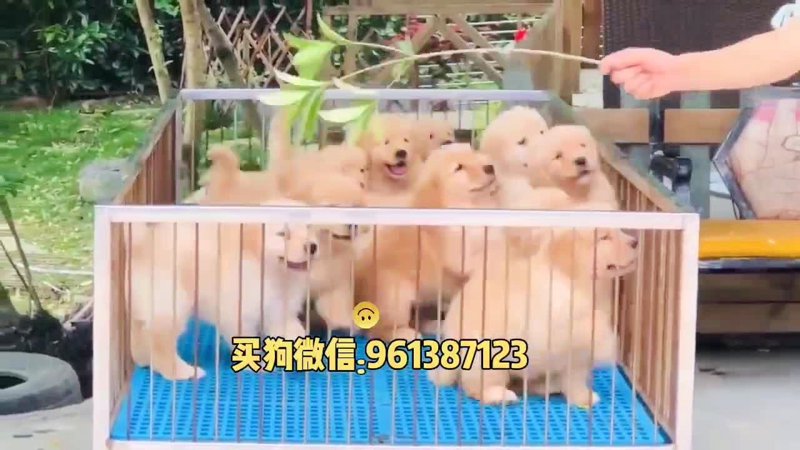 纯种幼犬出售
