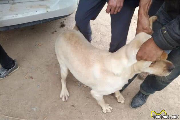 种犬繁育