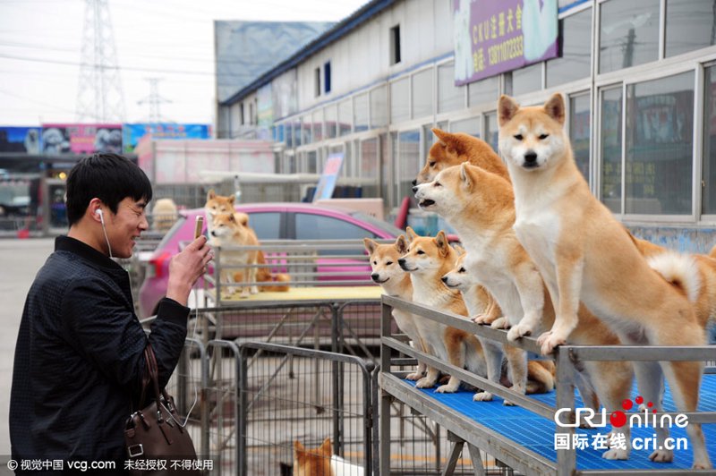 南京买狗