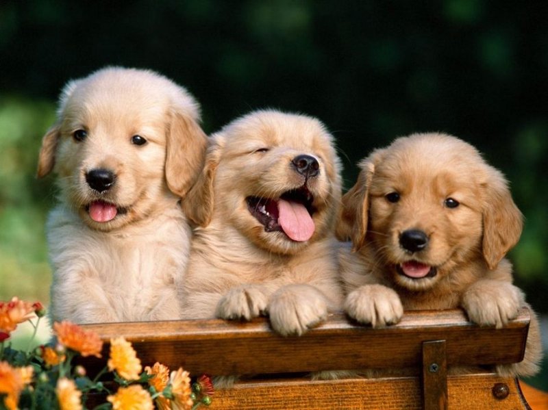 金毛幼犬